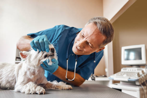 , MT Emergency Dentist Company